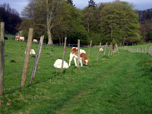 Countryside 29/04/2006 at 07:37