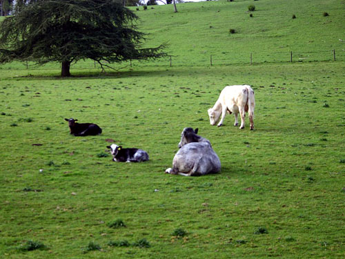 Countryside 29/04/2006 at 07:39